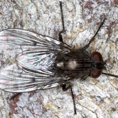 Helina sp. (genus) (Muscid fly) at Mount Ainslie - 20 Aug 2020 by jb2602