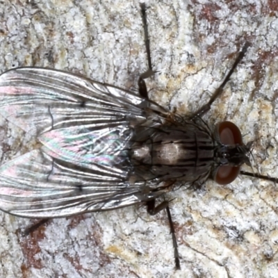 Helina sp. (genus) (Muscid fly) at Majura, ACT - 20 Aug 2020 by jb2602