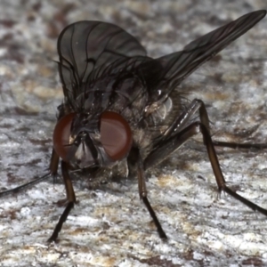 Helina sp. (genus) at Majura, ACT - 20 Aug 2020