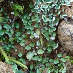 Cladonia sp. (genus) at Majura, ACT - 24 May 2021