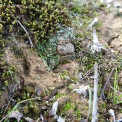 Cladonia sp. (genus) at Majura, ACT - 24 May 2021 02:29 PM