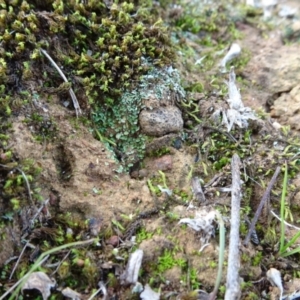 Cladonia sp. (genus) at Majura, ACT - 24 May 2021 02:29 PM