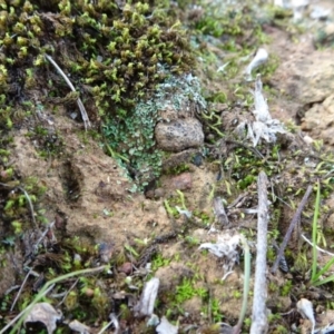 Cladonia sp. (genus) at Majura, ACT - 24 May 2021