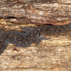 Christinus marmoratus (Southern Marbled Gecko) at Mount Ainslie - 20 Aug 2020 by jbromilow50