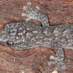 Christinus marmoratus at Majura, ACT - 20 Aug 2020