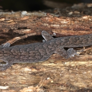 Christinus marmoratus at Majura, ACT - 20 Aug 2020