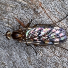 Sylvicola dubius (Wood-gnat) at Majura, ACT - 20 Aug 2020 by jbromilow50