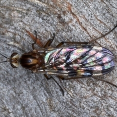 Sylvicola dubius (Wood-gnat) at Majura, ACT - 20 Aug 2020 by jb2602