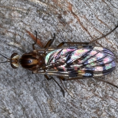 Sylvicola dubius (Wood-gnat) at Majura, ACT - 20 Aug 2020 by jb2602