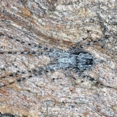 Tamopsis sp. (genus) (Two-tailed spider) at Majura, ACT - 20 Aug 2020 by jb2602