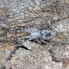 Tamopsis sp. (genus) at Majura, ACT - 20 Aug 2020