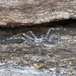 Tamopsis sp. (genus) at Majura, ACT - 20 Aug 2020