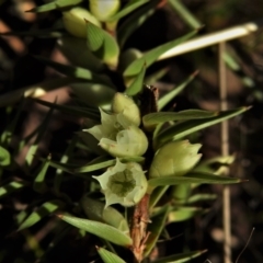 Melichrus urceolatus (Urn Heath) at Mulligans Flat - 31 May 2021 by JohnBundock