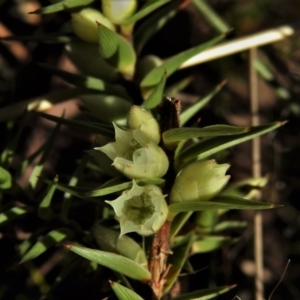 Melichrus urceolatus at Jacka, ACT - 31 May 2021