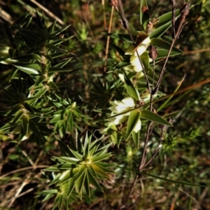 Melichrus urceolatus at Jacka, ACT - 31 May 2021