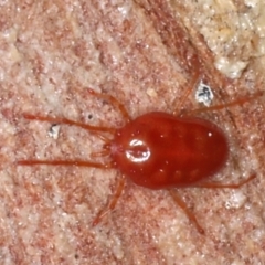 Acari (informal subclass) (Unidentified mite) at Majura, ACT - 20 Aug 2020 by jbromilow50