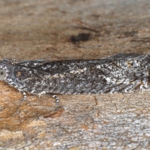 Spilonota-group at Majura, ACT - 20 Aug 2020 05:07 PM