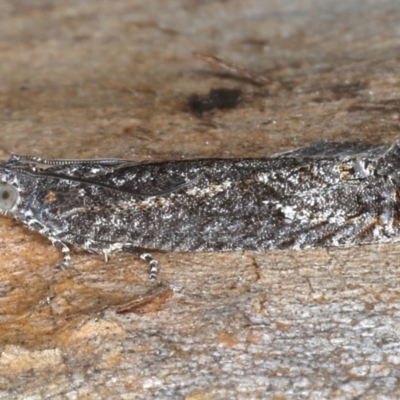 Spilonota-group (A Tortricid moth) at Majura, ACT - 20 Aug 2020 by jbromilow50