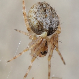 Araneidae (family) at Acton, ACT - 7 May 2021 01:32 PM