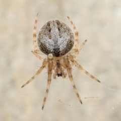 Araneidae (family) at Acton, ACT - 7 May 2021 01:32 PM