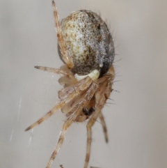 Araneidae (family) at Acton, ACT - 7 May 2021 01:32 PM