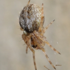 Araneidae (family) at Acton, ACT - 7 May 2021 01:32 PM