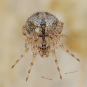 Araneidae (family) at Acton, ACT - 7 May 2021 01:32 PM