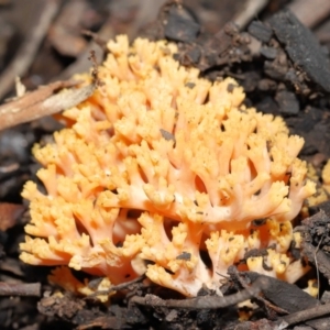 Ramaria sp. at Downer, ACT - 28 May 2021