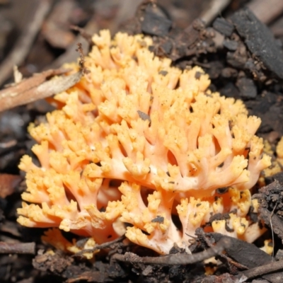 Ramaria sp. (A Coral fungus) at Downer, ACT - 28 May 2021 by TimL