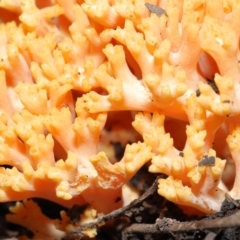 Ramaria sp. at Downer, ACT - 28 May 2021