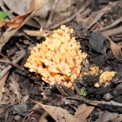 Ramaria sp. at Downer, ACT - 28 May 2021