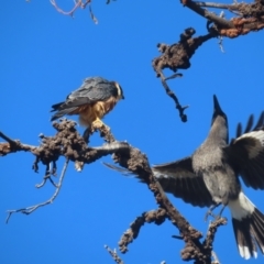 Falco longipennis (Australian Hobby) at Garran, ACT - 28 May 2021 by roymcd