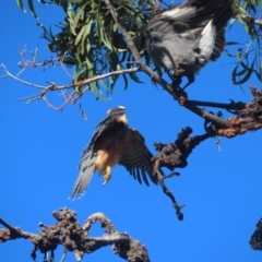 Falco longipennis at Garran, ACT - 28 May 2021