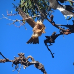 Falco longipennis at Garran, ACT - 28 May 2021 09:26 AM