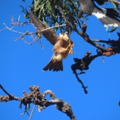 Falco longipennis at Garran, ACT - 28 May 2021