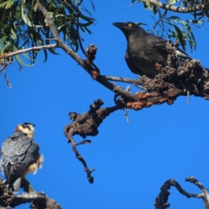 Falco longipennis at Garran, ACT - 28 May 2021