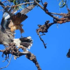 Falco longipennis at Garran, ACT - 28 May 2021