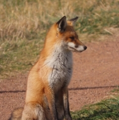 Vulpes vulpes (Red Fox) at Jerrabomberra Wetlands - 31 May 2021 by roymcd