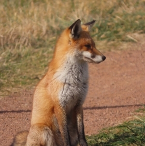 Vulpes vulpes at Fyshwick, ACT - 1 Jun 2021 09:55 AM