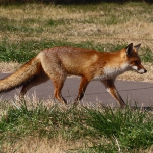 Vulpes vulpes at Fyshwick, ACT - 1 Jun 2021