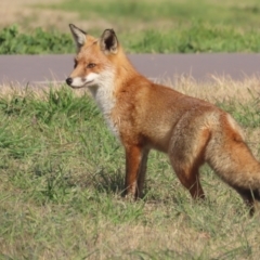 Vulpes vulpes at Fyshwick, ACT - 1 Jun 2021 09:55 AM