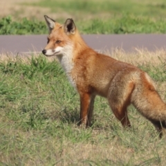 Vulpes vulpes at Fyshwick, ACT - 1 Jun 2021