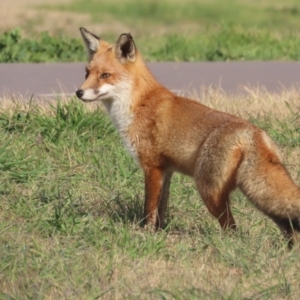 Vulpes vulpes at Fyshwick, ACT - 1 Jun 2021 09:55 AM