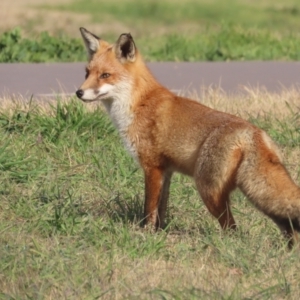 Vulpes vulpes at Fyshwick, ACT - 1 Jun 2021