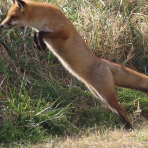 Vulpes vulpes at Fyshwick, ACT - 1 Jun 2021 09:55 AM