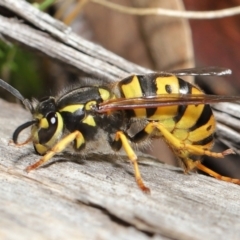 Vespula germanica (European wasp) at ANBG - 28 May 2021 by TimL