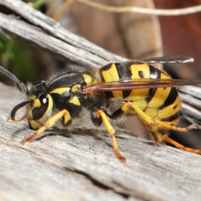 Vespula germanica (European wasp) at Acton, ACT - 28 May 2021 by TimL