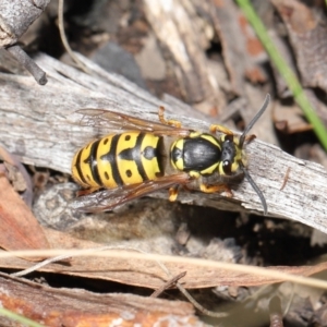 Vespula germanica at Acton, ACT - 28 May 2021 01:36 PM