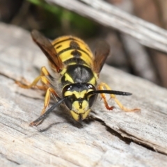 Vespula germanica at Acton, ACT - 28 May 2021