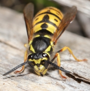 Vespula germanica at Acton, ACT - 28 May 2021 01:36 PM